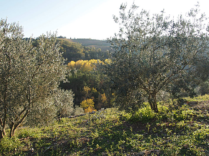 Olive oil harvest