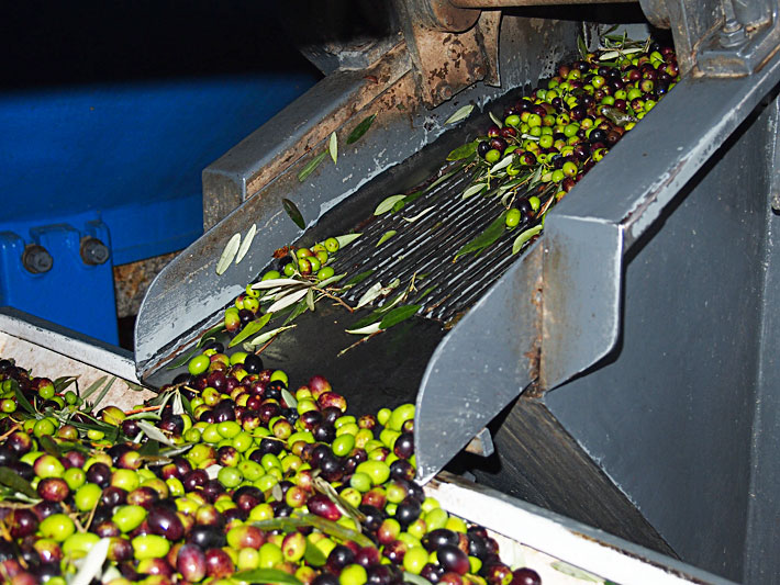 Olive oil harvest